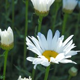 Shasta Daisy